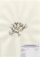 藏品(鐵釘菜)的圖片